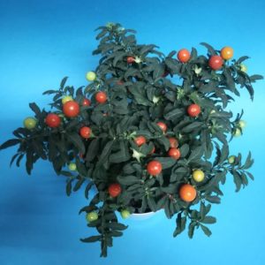 PIANTA VERA DI SOLANUM
