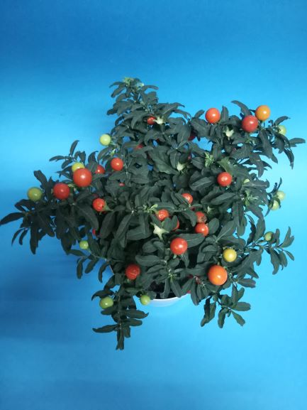 PIANTA VERA DI SOLANUM