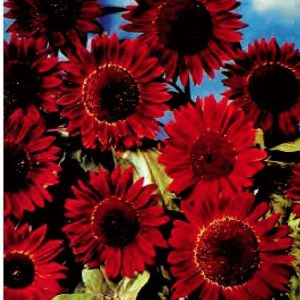 GIRASOLE SOLE ROSSO NR.1000 SEMI