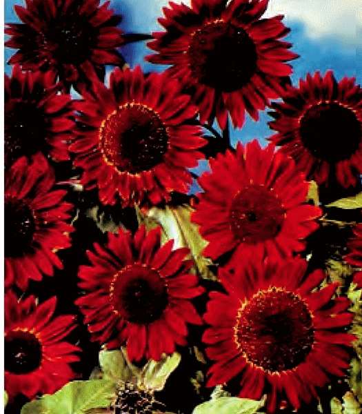 GIRASOLE SOLE ROSSO NR.1000 SEMI