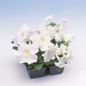PETUNIA LIMBO BIANCO NR.1000 SEMI PILL.