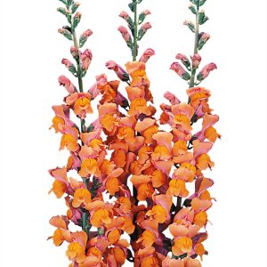 BOCCA DI LEONE / ANTIRRHINUM F1 POTOMAC ARANCIO NR.1000 SEMI
