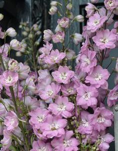 DELPHINIUM SUPREMO LILLA GR.25