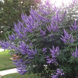 VITEX - AGNUS CASTUS