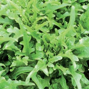 LETTUCE FOR CUTTING, BABY LEAF ( LACTUCA SATIVA), CATALOGNA ( RADICHETTA)