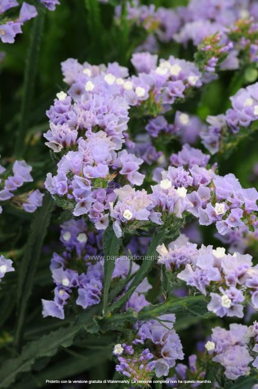 STATICE PACIFIC LAVANDA NR.100 SEMI