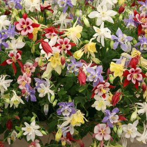 AQUILEGIA MESSICANA MISCUGLIO NR.50 SEMI