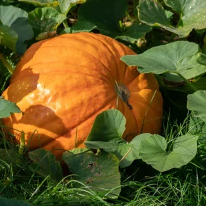 ZUCCA QUINTALE NR.8 SEMI