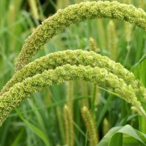 Setaria macrostachya (macrocheata) green