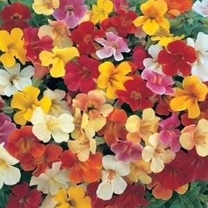 FIORE DI BACH - MIMULUS MISCUGLIO NR.25 SEMI