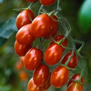 POMODORINO A GRAPPOLI SELEZIONE DATTERINO HYB F1 NR.50 SEMI