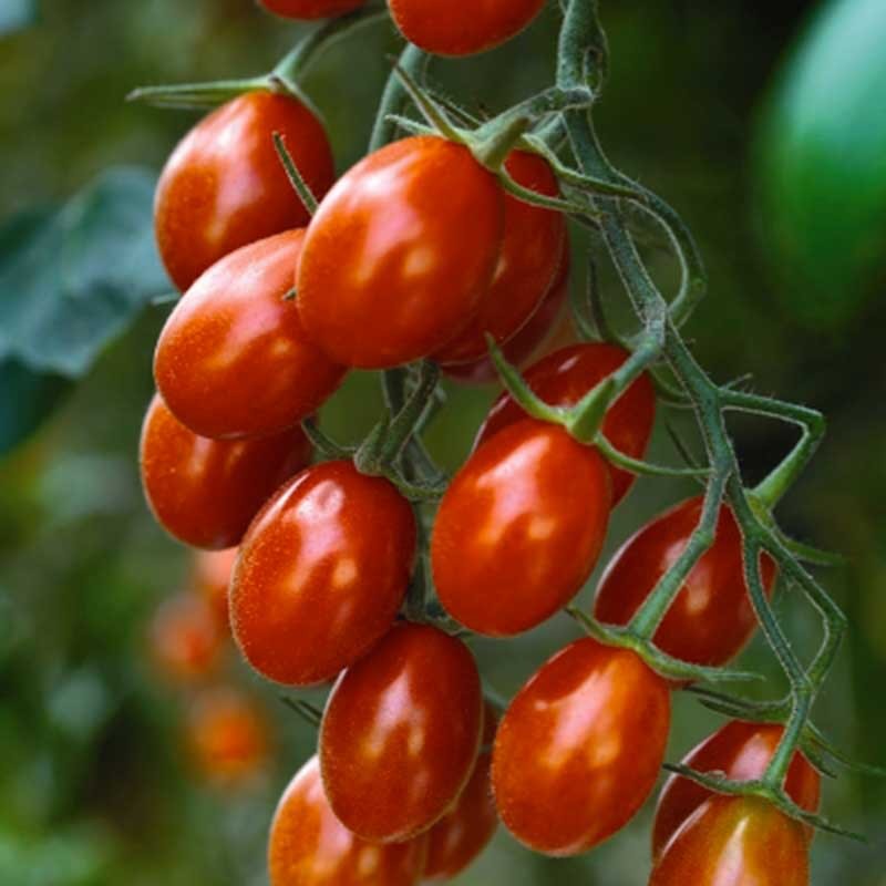 POMODORINO A GRAPPOLI SELEZIONE DATTERINO HYB F1 NR.50 SEMI
