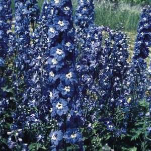 DELPHINIUM GIGANTE PACIFIC BLU OCCHIATO BIANCO NR.1000