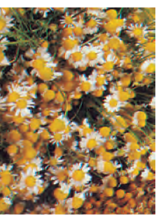 CAMOMILLA NR.10.000 SEMI