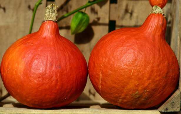 ZUCCA HOCCAIDO GR.10
