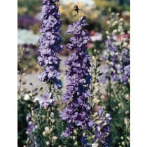 DELPHINIUM SUPREMO BLU CHIARO GR.25