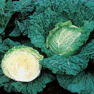 CAVOLO VERZA SAVOY KING F.1 HYBRD. 10.000 SEMI