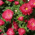 ASTER SUPER PRINCIPESSA ROSSO NR.300 SEMI