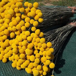 CRASPEDIA GLOBOSA GIALLO NR.100 SEMI
