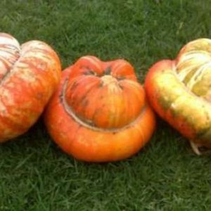 ZUCCA TURBANTE TURCO GR.10