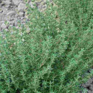 THYMO OFFICINALIS NR.2000 SEMI +/- 0.4GR