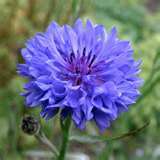 FIORDALISO - CENTAUREA CYANUS BLU GR.50