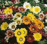 GAZANIA FROSTY MIX E COLORI NR.1000 SEMI