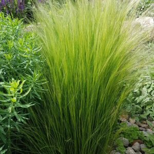 Stipa tenuissima flowers like pony tail