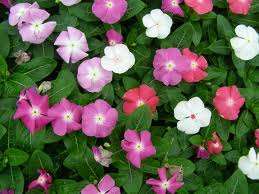 VINCA MEDITERRANEA XP MISCUGLIO  1000 SEMI