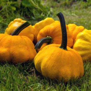 ZUCCA PATISSON ARANCIO NR.50 SEMI