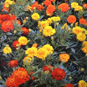 TAGETES SUPER HERO MISCUGLIO  1000 SEMI