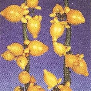SOLANUM MAMMOSUM 20 SEMI