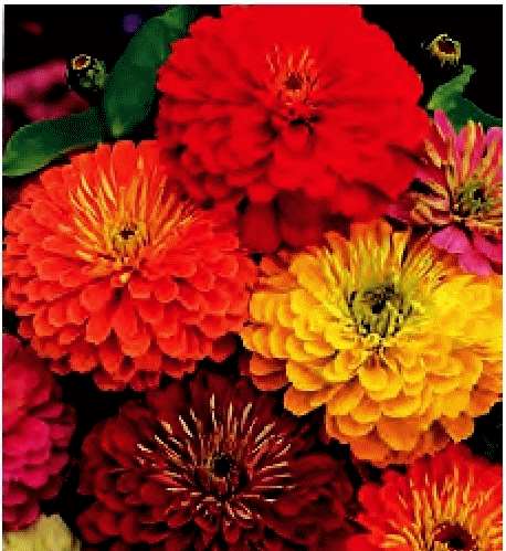 ZINNIA FIOR DI DAHLIA MISCUGLIO GR.100
