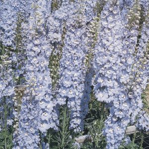 DELPHINIUM GIGANTE PACIFIC BLU CHIARO NR.1000