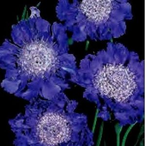 SCABIOSA CAUCASICA FAMA BLU NR.1000 SEMI