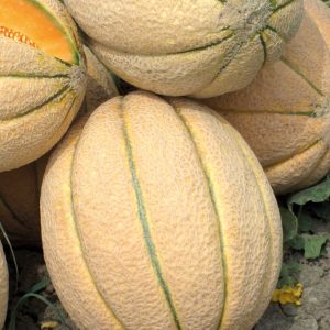 MELONE SUAZO NR.1000 SEMI