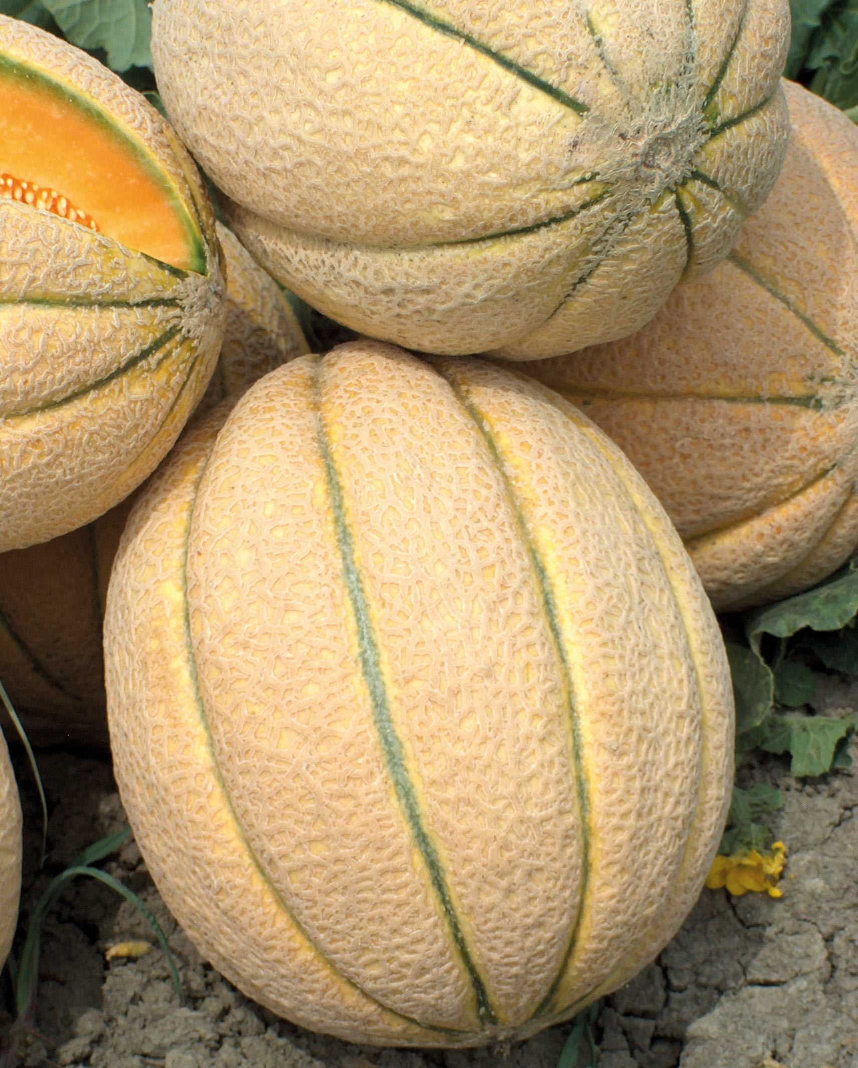 MELONE SUAZO NR.1000 SEMI