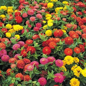 ZINNIA NANISSIMA F. 1 MISCUGLIO GR.1