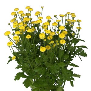 TANACETO VICTORY GIALLO VIVACE NR.1000 SEMI