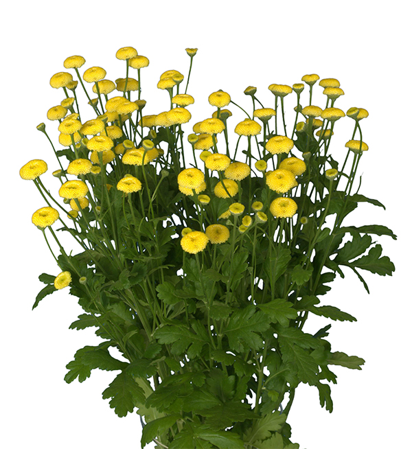 TANACETO VICTORY GIALLO VIVACE NR.1000 SEMI