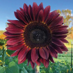 GIRASOLE PROCUT RED NR.1000 SEMI