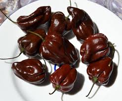 PEPERONCINO HABANERO CHOCOLATE NR.25 SEMI