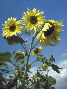 GIRASOLE MOONSHINE NR.200 SEMI
