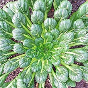 CAVOLO TATSOI GR.100