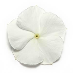VINCA PACIFICA BIANCO NR.1000 SEMI