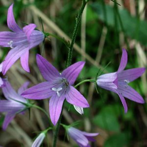 CAMPANULA RAPUNCULUS BLU NR.20 SEMI