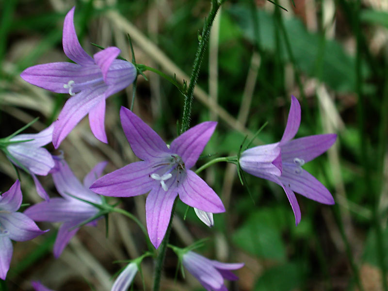 CAMPANULA RAPUNCULUS BLU NR.20 SEMI
