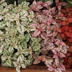 HYPOESTES MIX NR.1000 SEMI