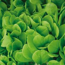 LETTUCE CRISP ( ICE ) HEAD ( LACTUCA SATIVA ) BLONDE DE PARIS ( BATAVIA ) KG 1