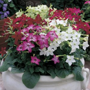 NICOTIANA SARATOGA MIX NR.25 SEMI